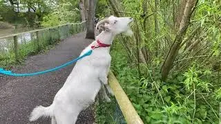 Giving animals their best life- Goat browsing