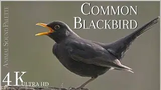 BIRD SOUNDS * Common Blackbird (Turdus Merula) * Animal Sounds Palette * 4K Ultra HD