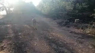 Ranger almost attacked by the BRAVEST DEER
