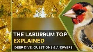 The Laburnum Top question/answers | Study pursuit 
