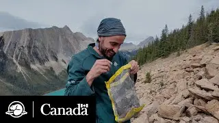Sauvegarde du pin à écorce blanche | Notes de terrain | Parcs Canada