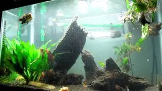 Young Indonesian Datnoid (Datnioides microlepis) in a temporary 20g