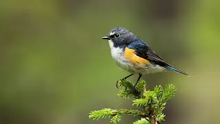 Red-flanked bluetail