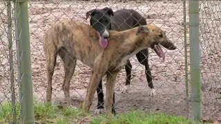 Greyhound racing ban