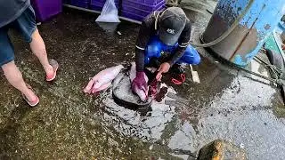 4K 鮮美剝皮魚 港邊現殺 Cutting skill, Unicorn filefish, 粉鳥林漁港 買魚 定置漁場 seafood fishport