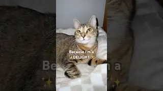 #моймопс #питомцы #кот #очаровательно #кошачьишорты #котенок #очаровательный #красивыйкот #милый ...