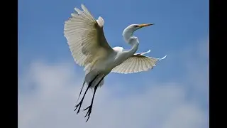 How do I find a White Egret? #shorts