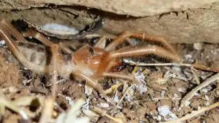 camel Spider-sarıkız b&ouml;ceği-Daesiidae