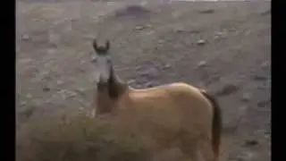 Wild Horse Rescue