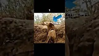 #LionVsLeopard #WildlifeAttack #BigCatFight #AnimalKingdom #NatureIsMetal #WildAnimals #SafariLife