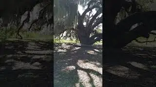 Oak tree covered with Spanish moss.