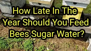 How Late In The Year Should You Feed Bees Sugar Water