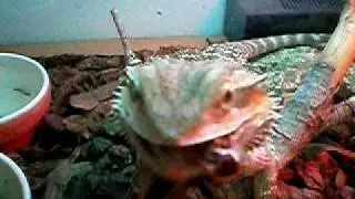Antharas Zampando