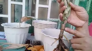 REPOTTING BUDOL AGLAONEMA// COMMON TO RARE AGLAO