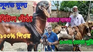 বিটল পাঁঠা পিওর তোতা পুরি বাচ্চা দাম #goat #betol #tota puri #seel #দেশের কৃষি টিভি 