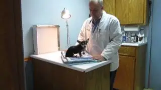 Is Your Dog Fat?