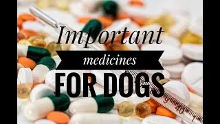 Are You First time Dog Owner||Must watch|| By Dr S.S Bhatti