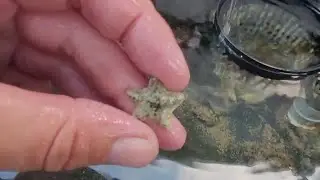 BACK TO BREEDING ASTERINA STARFISH!!!