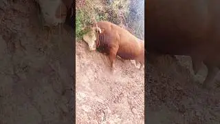 angry bull video 😡😡#healthy #bulls #shorts #viral #trending #animals