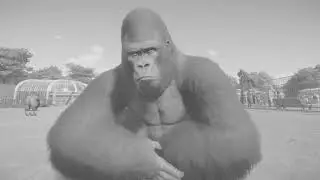 Planet zoo Gorilla Is Funny Ape
