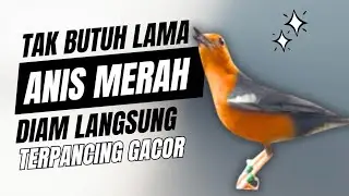 LANGSUNG RESPON! 1000% efektif buat pancingan Anis merah bisu macet total biar bunyi kembali | 42