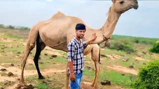 Ek aur crazy volg Rajasthan mein#trending#viral#subscribers#crazycomedy#explore# #Rajasthan1 million