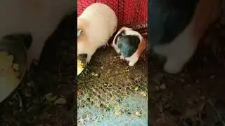 Why vitamin C? #feed #feeding #guineapig #pets #pig #rabbit #cute