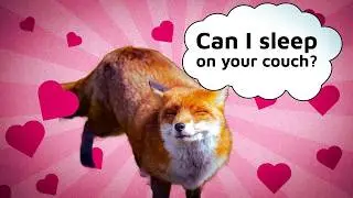 Are Foxes Secretly Trying to Become Pets?
