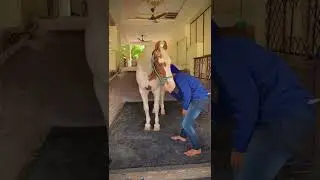 GURU GOBIND SINGH JI&rsquo;s HORSE || BABA ANMOL SINGH JI || HORSE STABLE NANDED