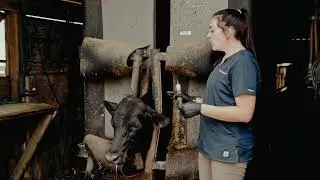 How to Administer Excede&reg; for Cattle with Dr. Erika Nagorske