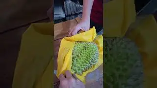 No Edits: The Challenges of Opening a Durian Fruit  Beginner Style #durian #durianfruit @colingvlogg