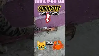 Curious Cat vs DEADLY Crab... Guess Who Wins?! #shorts #shortsvideo