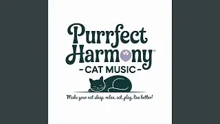 Meow Melodies Playtime Stimulation (Live)