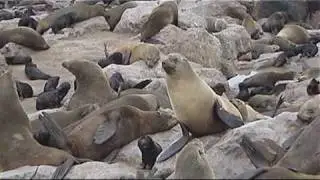 Cape Cross Seal Reserve, Namibia