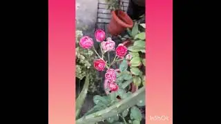 Flowering in Button rose,vinca,Desi rose and pink rain lily#koyalplants 🥰💖💖🙏