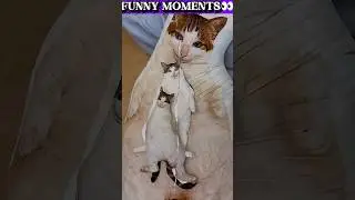 10 Funniest Cat Sleeping Positions That'll Crack You Up! 😹 #Shorts #tutorialyoutube