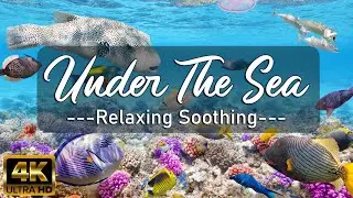 Relaxtion Film Under The Sea | Relaxing Music for Mental Relaxation, Stress Relief for Good Sleep