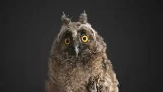 Smart Owl