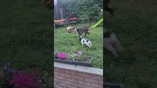 when Ralph met Cannon (excuse the fence panels they have all been replaced now 🤣)