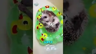 Top 10 Cutest Animals in the World #animals #cuteanimals