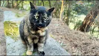 森のサビ猫ちゃんに行った事無い所見つけたから付いて来てもらお。