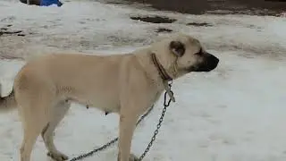KÖPEĞİN KÜSTÜĞÜNE ŞAHİT OLDUNUZ MU CESUR KÜSÜYOR