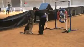 German Shepherd Gabi running agility
