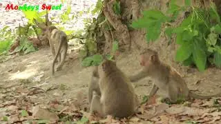 How To see Beven Baby Monkey An Bronco Monkey-Bronx Monkey in Amber Monkey,Daily Monkey Obey