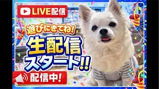 まいこMaiko &コロンcolon がライブ配信中！