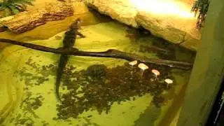 Turtle vs Mouse