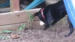 Dog burying a bone
