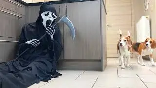 Dogs vs Ghostface Scream PRANK: Смешные реакции собак