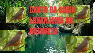 CANTO DA SABIA LARANJEIRA NA NATUREZA 