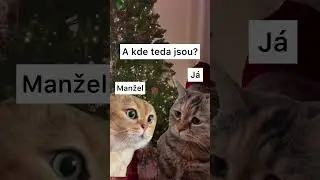 😁🤭 #vtip #vtipy #kočka #cat #cats #vztahy #manzelstvi #couple #sranda #komedie